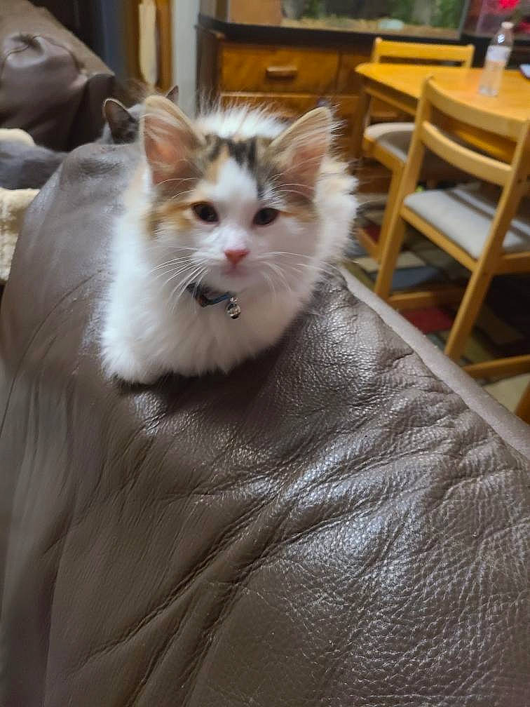 Mochi is registered to the contest to win money with this photo: carnivore, cat, chair, domestic_short_haired_cat, eye, fawn, felidae, fur, hardwood, iris, kitchen_dining_room_table, small_to_medium_sized_cats, snout, tail, terrestrial_animal, whiskers, window, wood