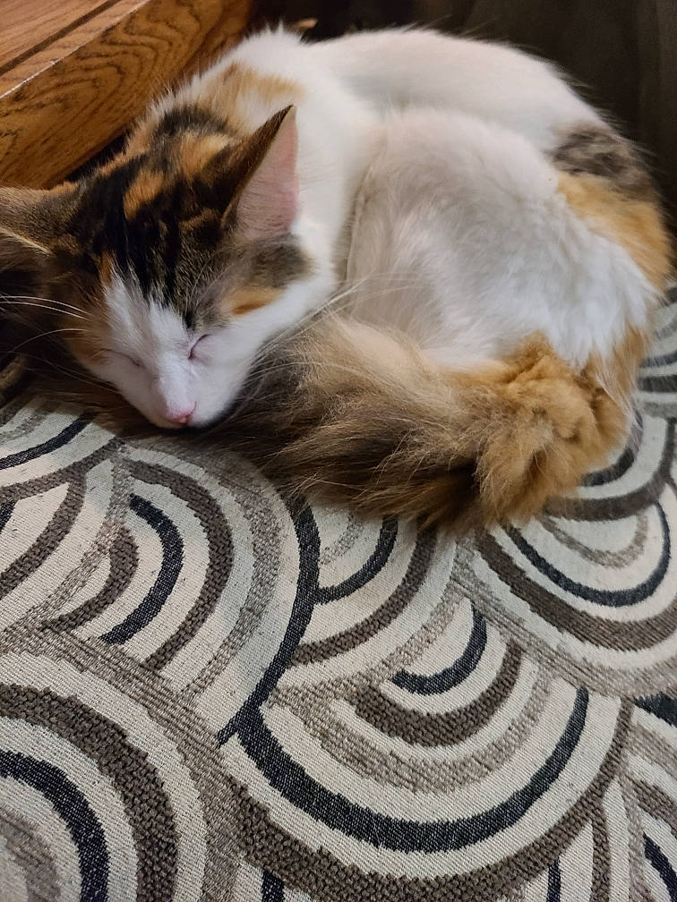 Mochi joined the competition — help win amazing prizes! carnivore, carpet, cat, claw, comfort, domestic_short_haired_cat, fawn, felidae, floor, flooring, fur, grey, hardwood, nap, pattern, paw, small_to_medium_sized_cats, tail, whiskers, wood