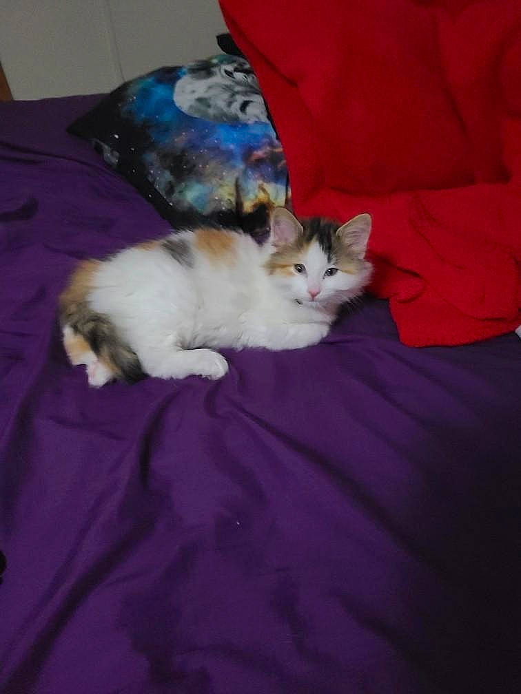 Mochi joined the competition — help win amazing prizes! bed, bedding, carnivore, cat, comfort, companion_dog, couch, domestic_short_haired_cat, felidae, fur, furniture, lap, linens, paw, pillow, room, small_to_medium_sized_cats, tail, textile, whiskers