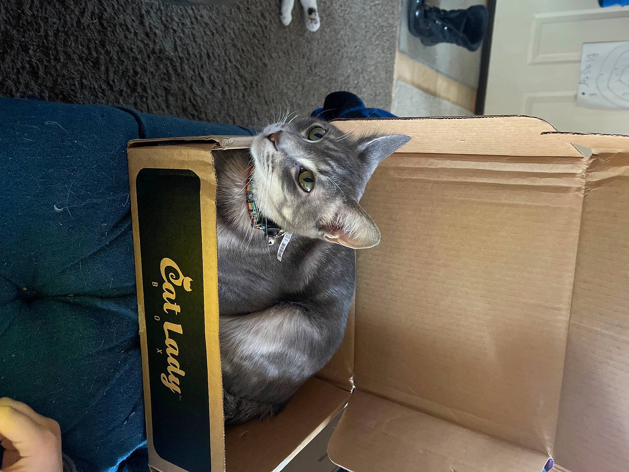 Harlow is registered to the contest to win money with this photo: blue, box, cardboard, carnivore, carton, cat, comfort, computer_keyboard, domestic_short_haired_cat, felidae, fur, grey, packaging_and_labeling, packing_materials, room, shipping_box, small_to_medium_sized_cats, tail, wall_plate, whiskers