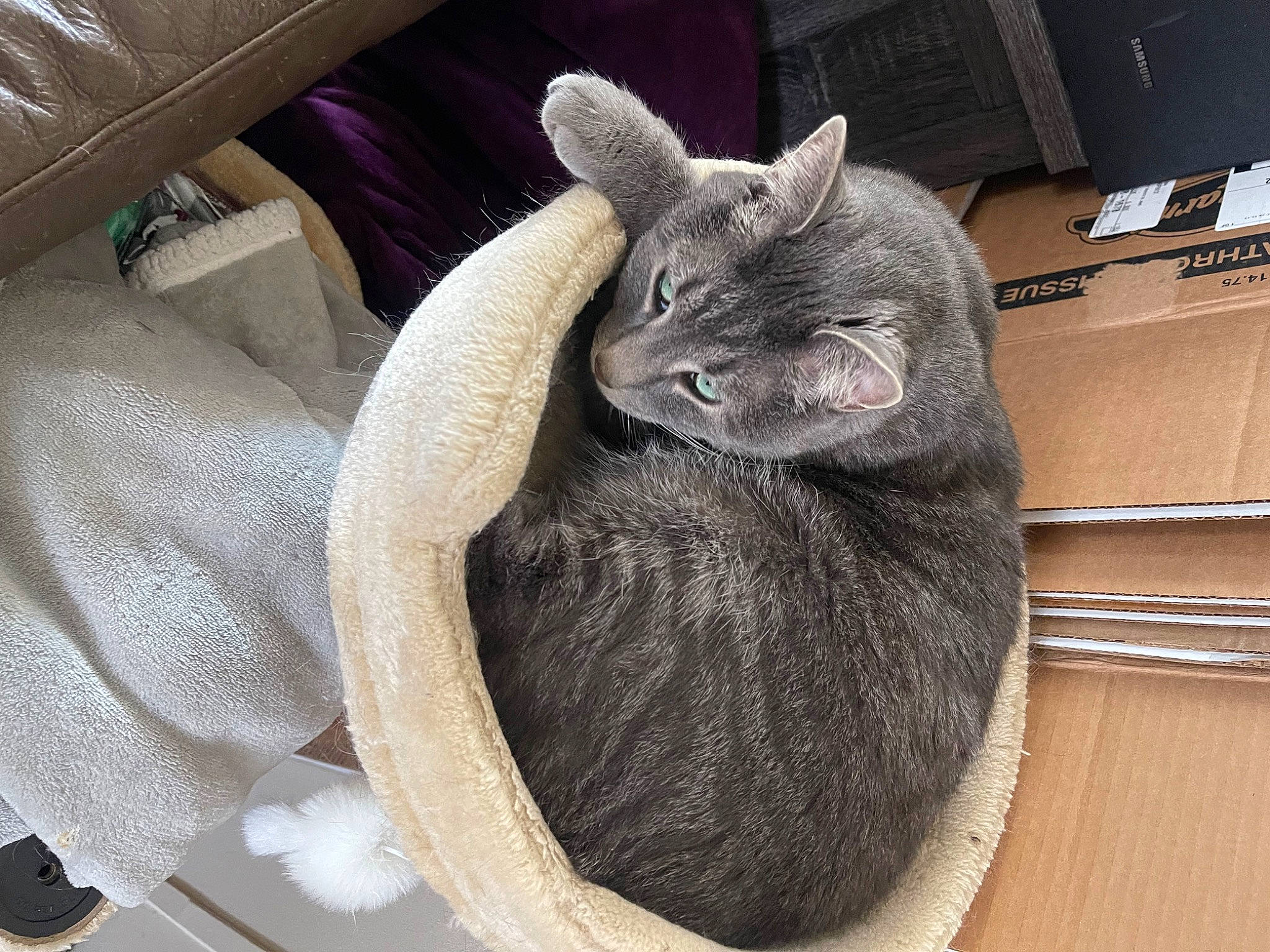 Sparkles is registered to the contest to win money with this photo: carnivore, cat, cat_bed, cat_supply, chartreux, claw, comfort, domestic_short_haired_cat, felidae, fur, grey, nap, russian_blue, sleep, small_to_medium_sized_cats, snout, tail, whiskers, window, wood