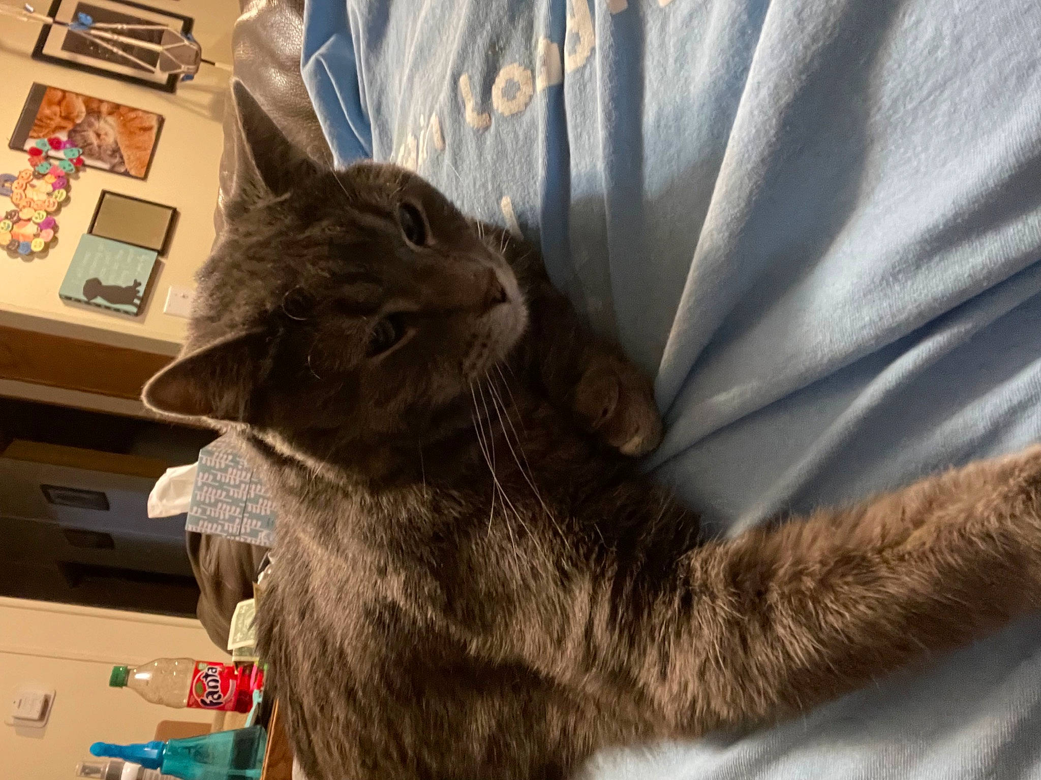 Sparkles is registered to the contest to win money with this photo: black_cat, box, carnivore, carton, cat, claw, computer_keyboard, domestic_short_haired_cat, fawn, felidae, fur, mammal, office_supplies, paw, shipping_box, small_to_medium_sized_cats, snout, tail, whiskers, window