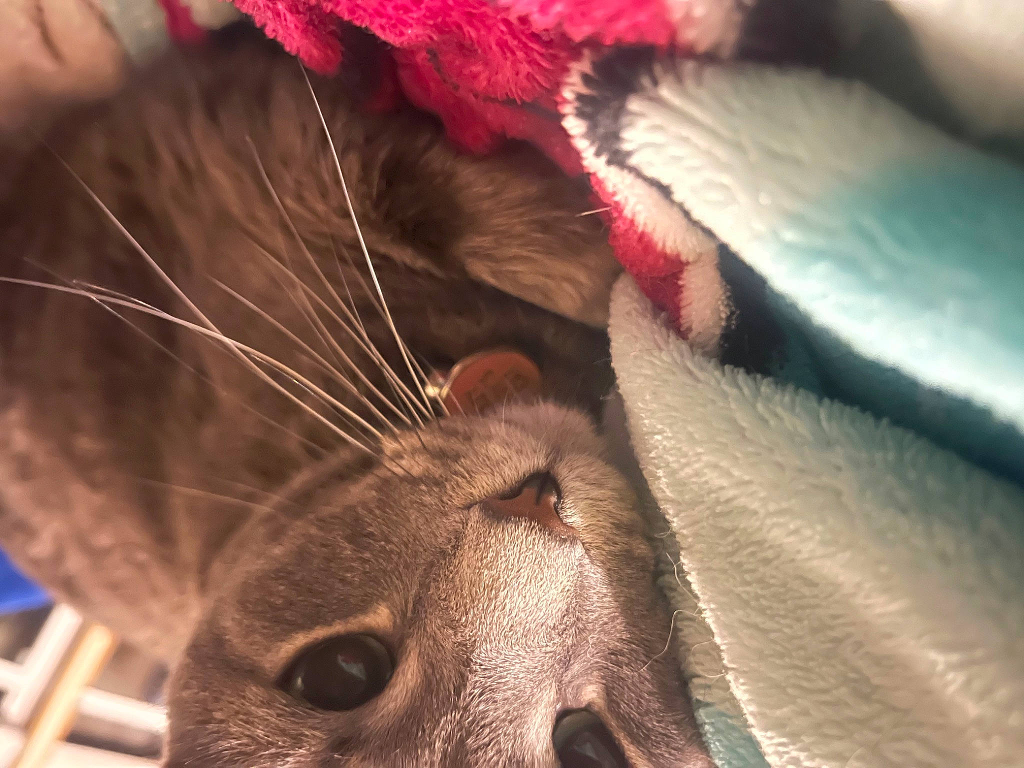 Sparkles joined the competition — help win amazing prizes! carmine, carnivore, cat, close_up, domestic_short_haired_cat, ear, fawn, felidae, foot, fur, human_leg, macro_photography, magenta, nose, paw, plant, small_to_medium_sized_cats, snout, tree, whiskers