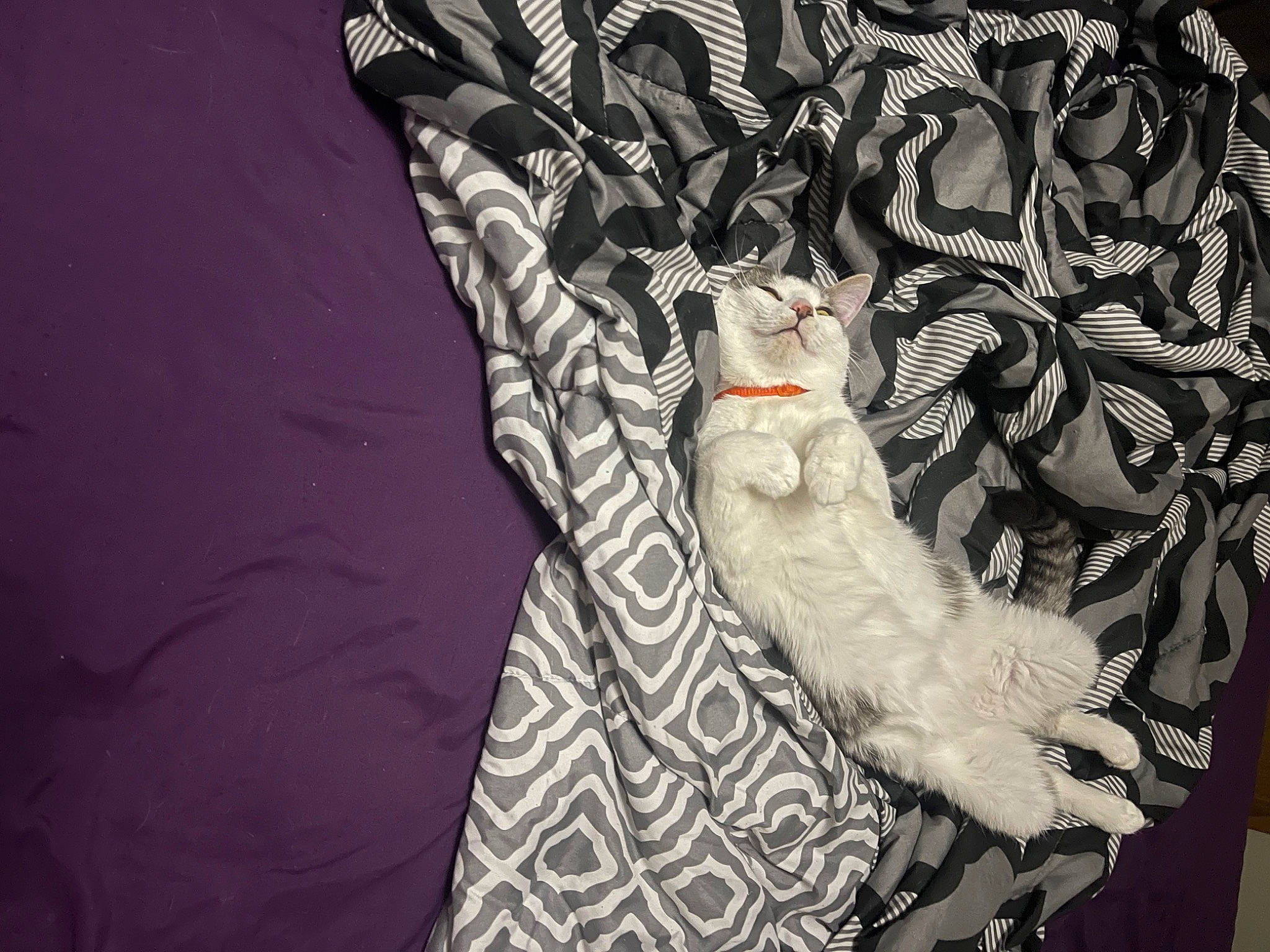 Loki is registered to the contest to win money with this photo: art, fashion_accessory, feather, felidae, fur, glove, illustration, linens, monochrome, owl, pattern, sleeve, small_to_medium_sized_cats, stuffed_toy, t_shirt, tail, tree, visual_arts, whiskers, wing