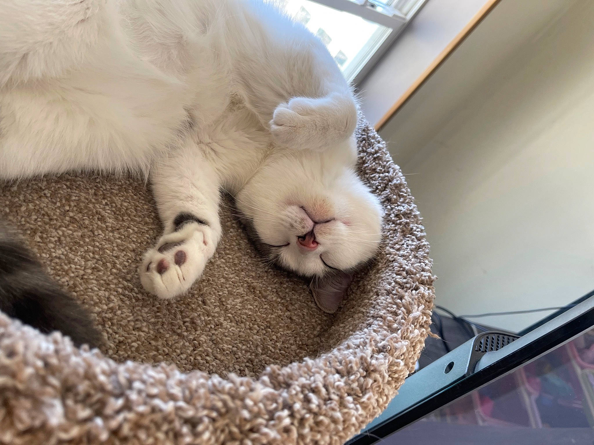 Loki joined the competition — help win amazing prizes! carnivore, cat, cat_bed, cat_supply, claw, comfort, domestic_short_haired_cat, fawn, felidae, fur, ingredient, nap, paw, pet_food, pet_supply, small_to_medium_sized_cats, snout, tail, vertebrate, whiskers