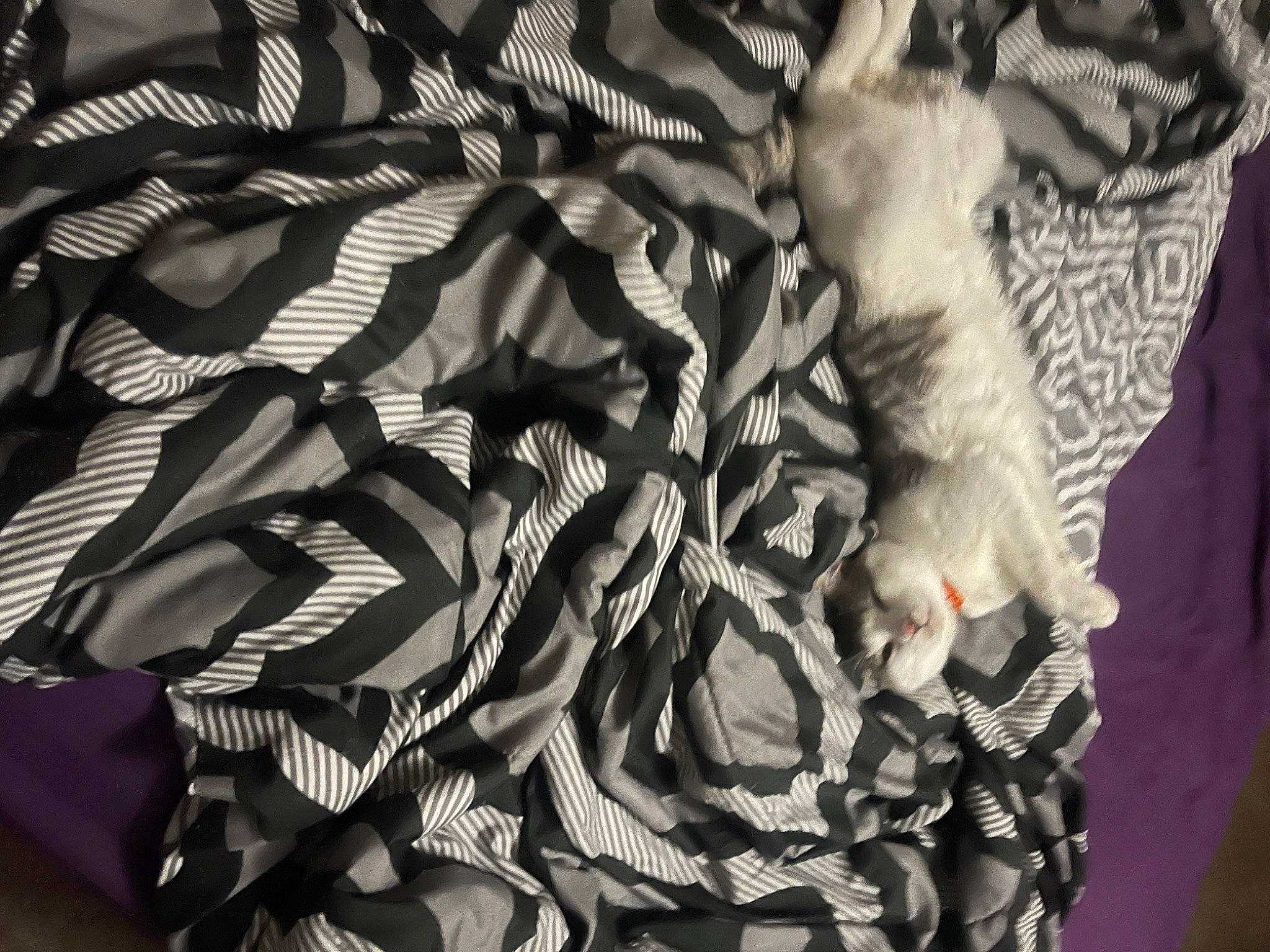 Loki joined the competition — help win amazing prizes! art, automotive_tire, feather, felidae, fish, fur, grey, linens, metal, monochrome, monochrome_photography, organism, pattern, plant, shadow, small_to_medium_sized_cats, tail, visual_arts, wing, wood