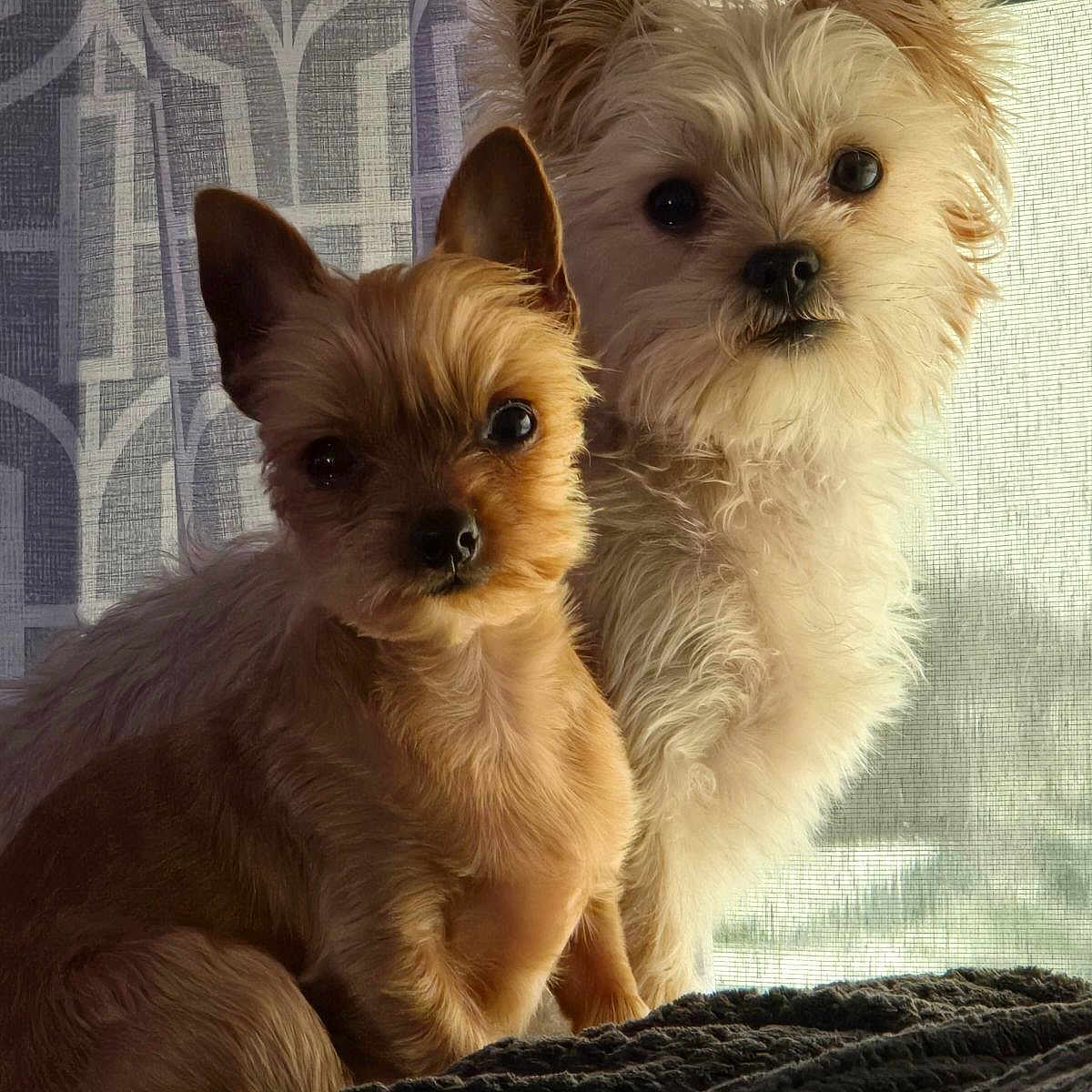 Cricket And Kye joined the competition — help win amazing prizes! animal, brown_dog, close_together, companion, cozy, curious_eyes, curtain, cute, dog, fluffy, fur, home, indoor, natural_light, pet, portrait, sitting, small_dog, two_dogs, white_dog
