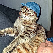Travi is registered to the contest to win money with this photo: animal, blue_cap, cat, close_up, collar, couch, fashion, flash_photography, funny, glasses, hat, human_arm, indoors, lounging, pet, portrait, sitting, striped_fur, tabby_cat, whiskers