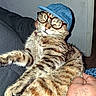 animal, blue_cap, cat, close_up, collar, couch, fashion, flash_photography, funny, glasses, hat, human_arm, indoors, lounging, pet, portrait, sitting, striped_fur, tabby_cat, whiskers