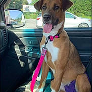 Sunshine joined the competition — help win amazing prizes! dog, brown_dog, white_paws, pink_leash, car_interior, car_seat, sunlight, happy_dog, tongue_out, pet, animal, window, side_mirror, parking_lot, trees, daytime, collar, leash, canine, vehicle