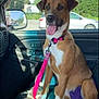 dog, brown_dog, white_paws, pink_leash, car_interior, car_seat, sunlight, happy_dog, tongue_out, pet, animal, window, side_mirror, parking_lot, trees, daytime, collar, leash, canine, vehicle