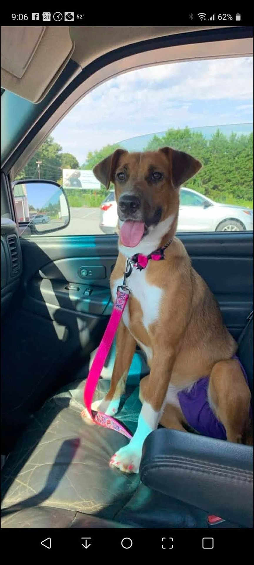 Sunshine joined the competition — help win amazing prizes! dog, brown_dog, white_paws, pink_leash, car_interior, car_seat, sunlight, happy_dog, tongue_out, pet, animal, window, side_mirror, parking_lot, trees, daytime, collar, leash, canine, vehicle
