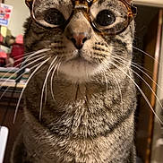 Dewey joined the competition — help win amazing prizes! cat, tabby, glasses, indoor, pet, whiskers, closeup, curious, animal, feline, face, eyes, ears, fur, domestic, cute, portrait, sitting, household, background