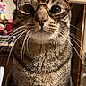 cat, tabby, glasses, indoor, pet, whiskers, closeup, curious, animal, feline, face, eyes, ears, fur, domestic, cute, portrait, sitting, household, background