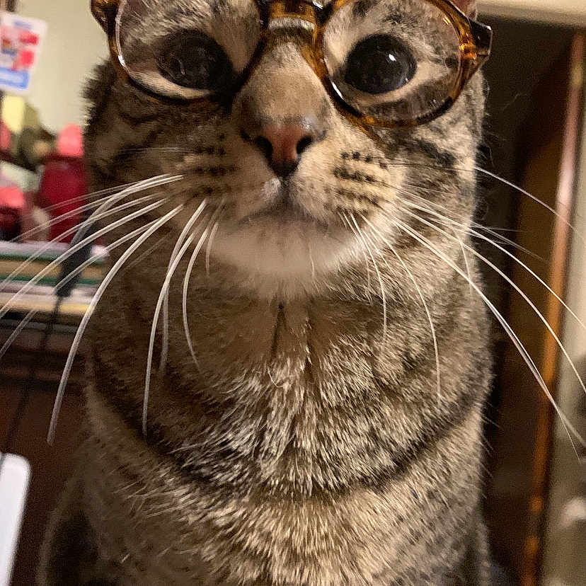 Dewey
