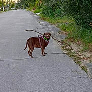 Missy joined the competition — help win amazing prizes! dog, brown_dog, street, sidewalk, stick, greenery, suburban, outdoor, pet, canine, road, nature, harness, leash, daytime, animal, grass, residential_area, quiet, playful