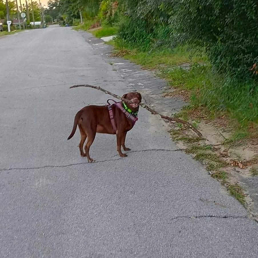 Missy joined the competition — help win amazing prizes! animal, brown_dog, canine, daytime, dog, grass, greenery, harness, leash, nature, outdoor, pet, playful, quiet, residential_area, road, sidewalk, stick, street, suburban