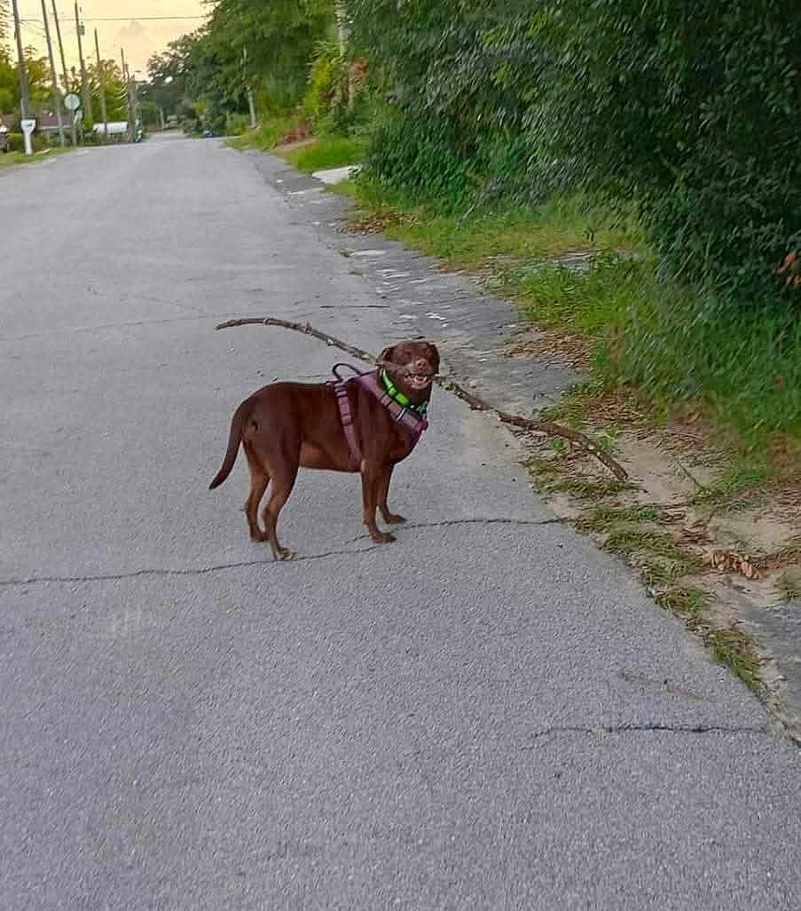 Missy joined the competition — help win amazing prizes! dog, brown_dog, street, sidewalk, stick, greenery, suburban, outdoor, pet, canine, road, nature, harness, leash, daytime, animal, grass, residential_area, quiet, playful