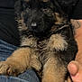 Arko a rejoint le concours — aidez-le/la à gagner de superbes lots ! puppy, dog, german_shepherd, fur, ears, paw, hand, tattoo, jeans, black_shirt, cuddling, pet, animal, cute, young, indoors, closeup, resting, furry, companion