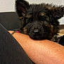 puppy, german_shepherd, dog, pet, animal, fur, ears, face, nose, eyes, human_arm, bracelet, resting, close_up, indoor, cute, adorable, sleepy, cozy, companion