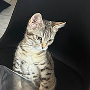 Maomimi participe au concours pour gagner de l'argent avec cette photo : animal, black_chair, cat, closeup, curious, cute, domestic, ears, feline, floor_tile, indoor, kitten, paw, pet, sitting, striped_fur, tabby, whiskers, wooden_leg, young