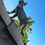 animal, cat, climbing, closeup, curious, daytime, ears, feline, kitten, nature, outdoor, pet, roof_tiles, rooftop, sky, tabby, tail, trees, wood, young