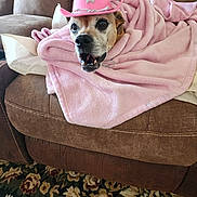 Maxi joined the competition — help win amazing prizes! blanket, brown_upholstery, carpet, couch, cowboy_hat, cozy, cute, dog, fabric, hat, living_room, pet, pink_blanket, portrait, rug, senior_dog, smiling, sofa, stitching, tongue