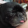 adorable, animal, black_dog, close_up, companion, cute, dog, domestic_animal, face, fur, human_arm, indoors, peaceful, pet, portrait, relaxation, resting, sleeping, snout, tongue_out
