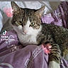cat, tabby_cat, white_fur, animal, pet, feline, portrait, close_up, green_eyes, whiskers, pointed_ears, striped_fur, lying_down, blanket, purple_blanket, bed, indoors, cozy, tiktok, sparkle_effect