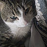 Smokey joined the competition — help win amazing prizes! cat, tabby_cat, white_cat, pet, animal, feline, face, whiskers, eyes, nose, fur, striped_fur, sleepy, close_up, portrait, blanket, bed, indoors, cozy, phone_screenshot