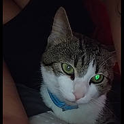 Smokey joined the competition — help win amazing prizes! cat, tabby_cat, white_fur, green_eyes, collar, blue_collar, pet, animal, feline, portrait, close_up, indoors, bed, blanket, person, lounging, staring, whiskers, ears, phone_screenshot