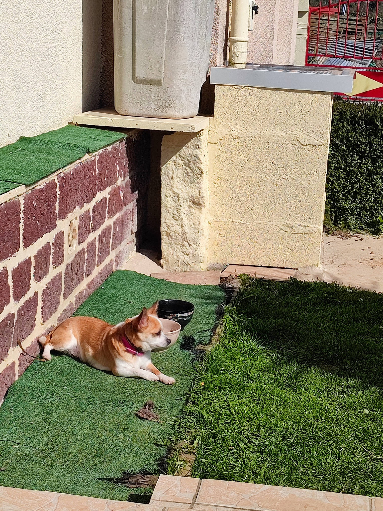 Nevia participe au concours pour gagner de l'argent avec cette photo : brick, brickwork, carnivore, companion_dog, dog, dog_breed, fawn, flooring, grass, grass_family, house, lawn, plant, rectangle, road_surface, sidewalk, tail, tints_and_shades, wall, wood