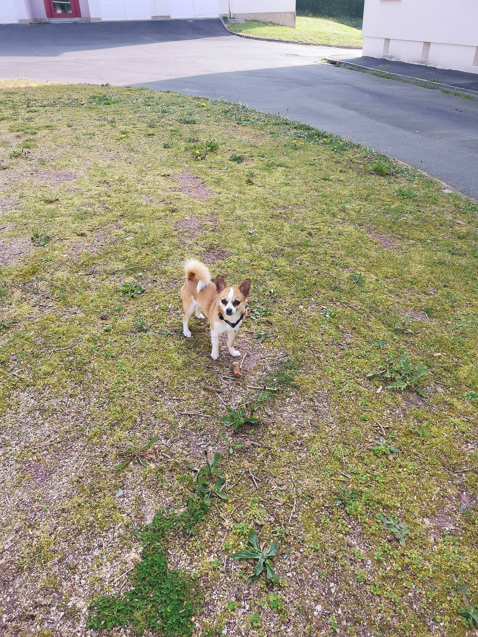 Nevia a rejoint le concours — aidez-le/la à gagner de superbes lots ! asphalt, carnivore, companion_dog, dog, dog_breed, fawn, flooring, garden, grass, grassland, groundcover, landscaping, lawn, plant, road_surface, sidewalk, soil, sporting_group, tail, toy