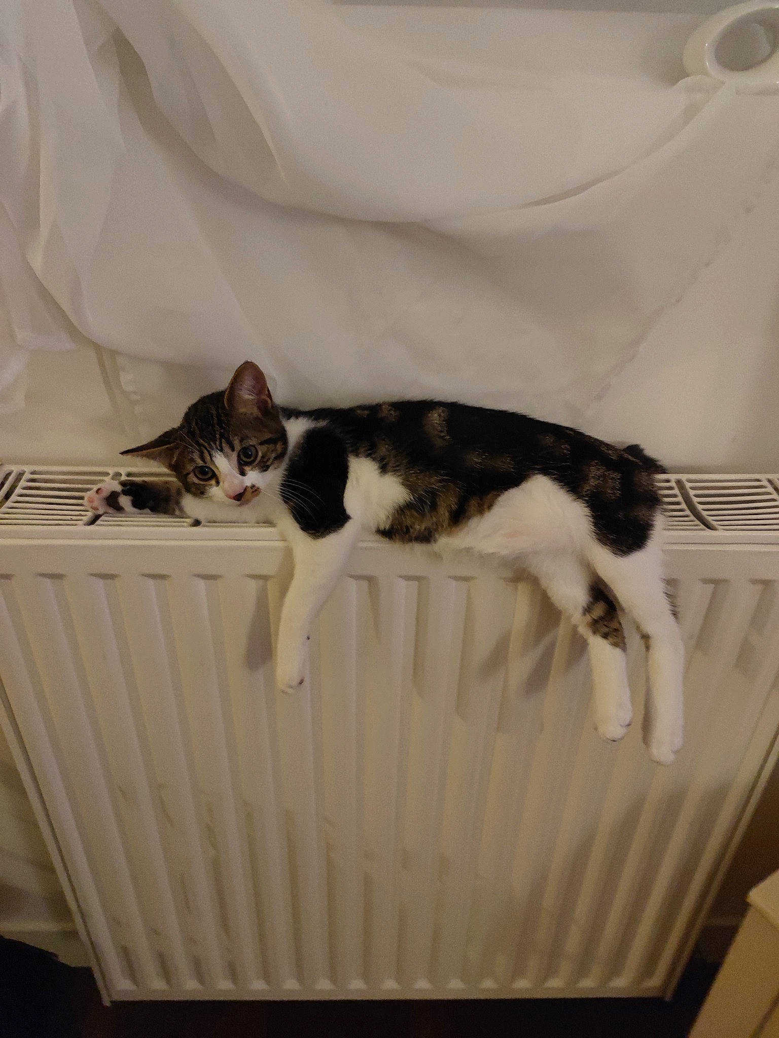 Tokio participe au concours pour gagner de l'argent avec cette photo : carnivore, cat, ceiling, comfort, domestic_short_haired_cat, felidae, fur, grey, hardwood, linens, mammal, room, small_to_medium_sized_cats, tail, vertebrate, whiskers, wood