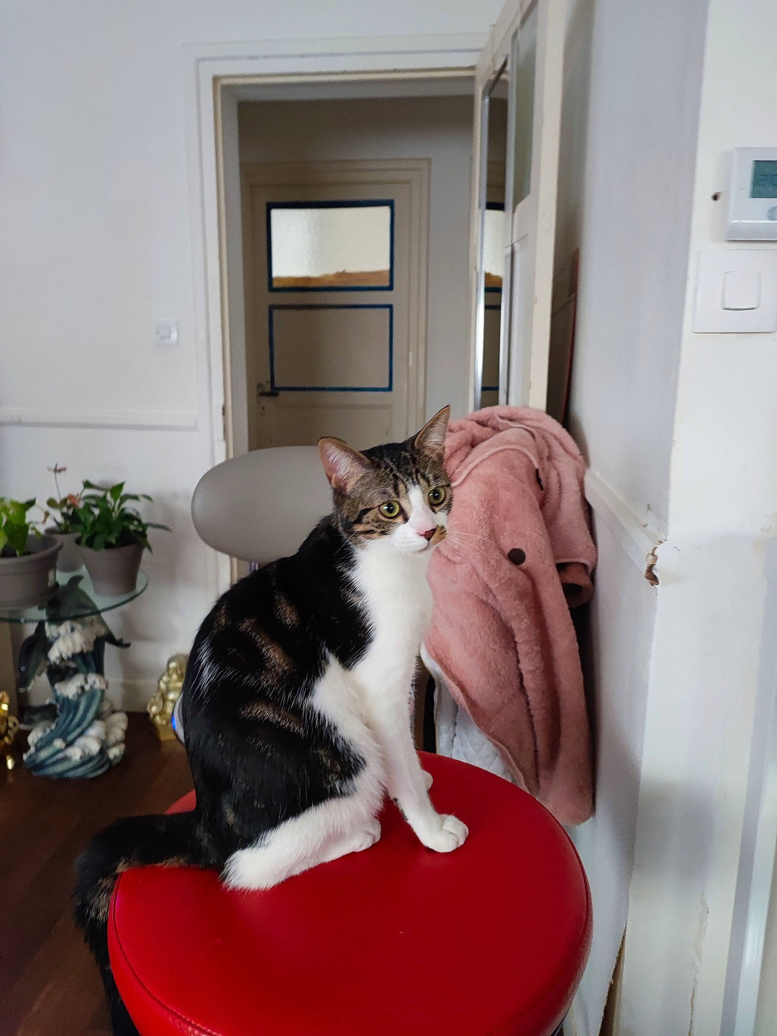 Tokio participe au concours pour gagner de l'argent avec cette photo : carnivore, cat, cat_supply, comfort, companion_dog, domestic_short_haired_cat, door, felidae, flooring, flowerpot, fur, furniture, houseplant, lap, plant, small_to_medium_sized_cats, tail, textile, whiskers, window
