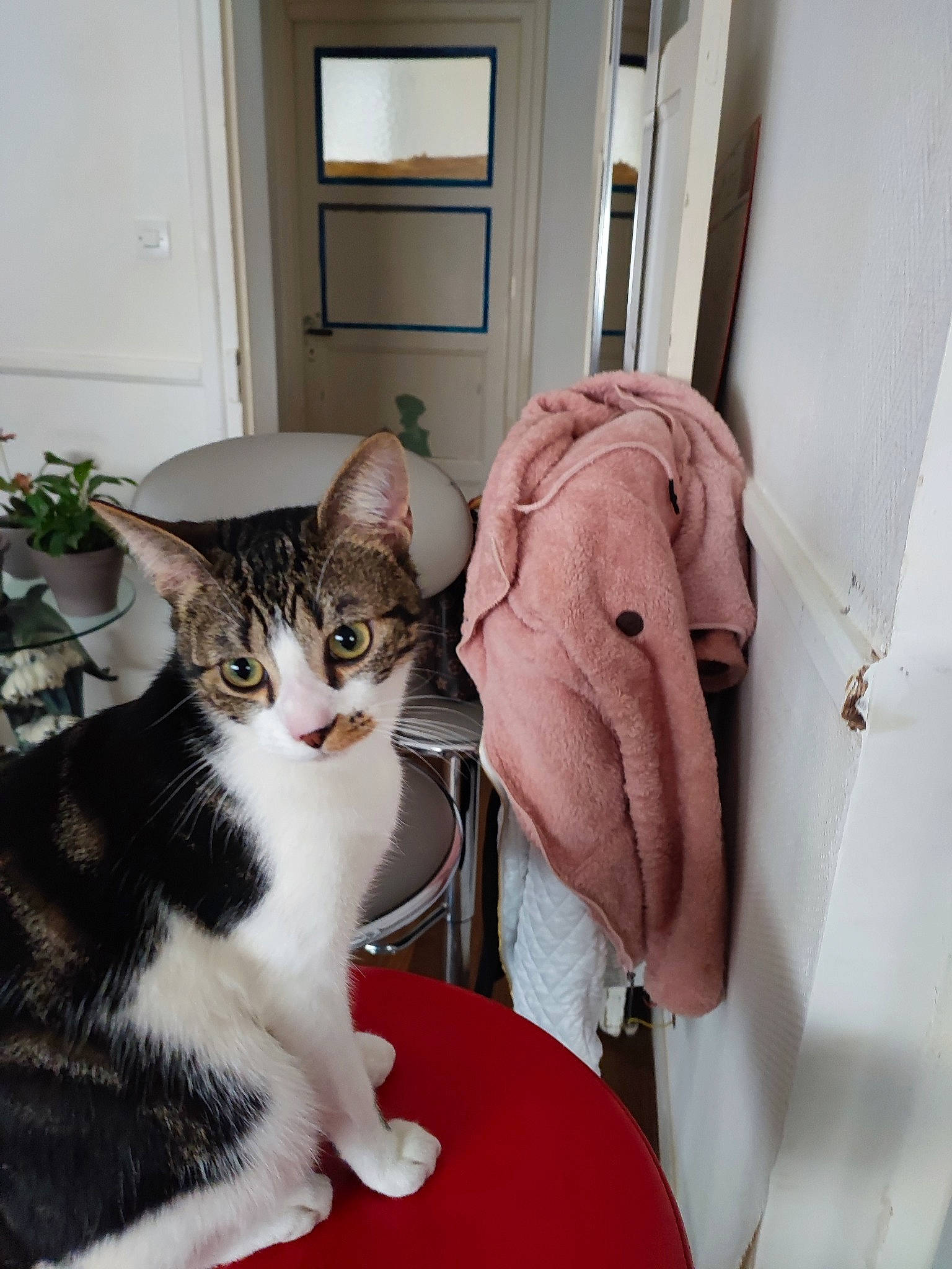 Tokio a rejoint le concours — aidez-le/la à gagner de superbes lots ! carnivore, cat, cat_supply, comfort, domestic_short_haired_cat, door, felidae, flooring, flowerpot, fur, houseplant, linens, pet_supply, plant, room, sitting, small_to_medium_sized_cats, tail, whiskers, window