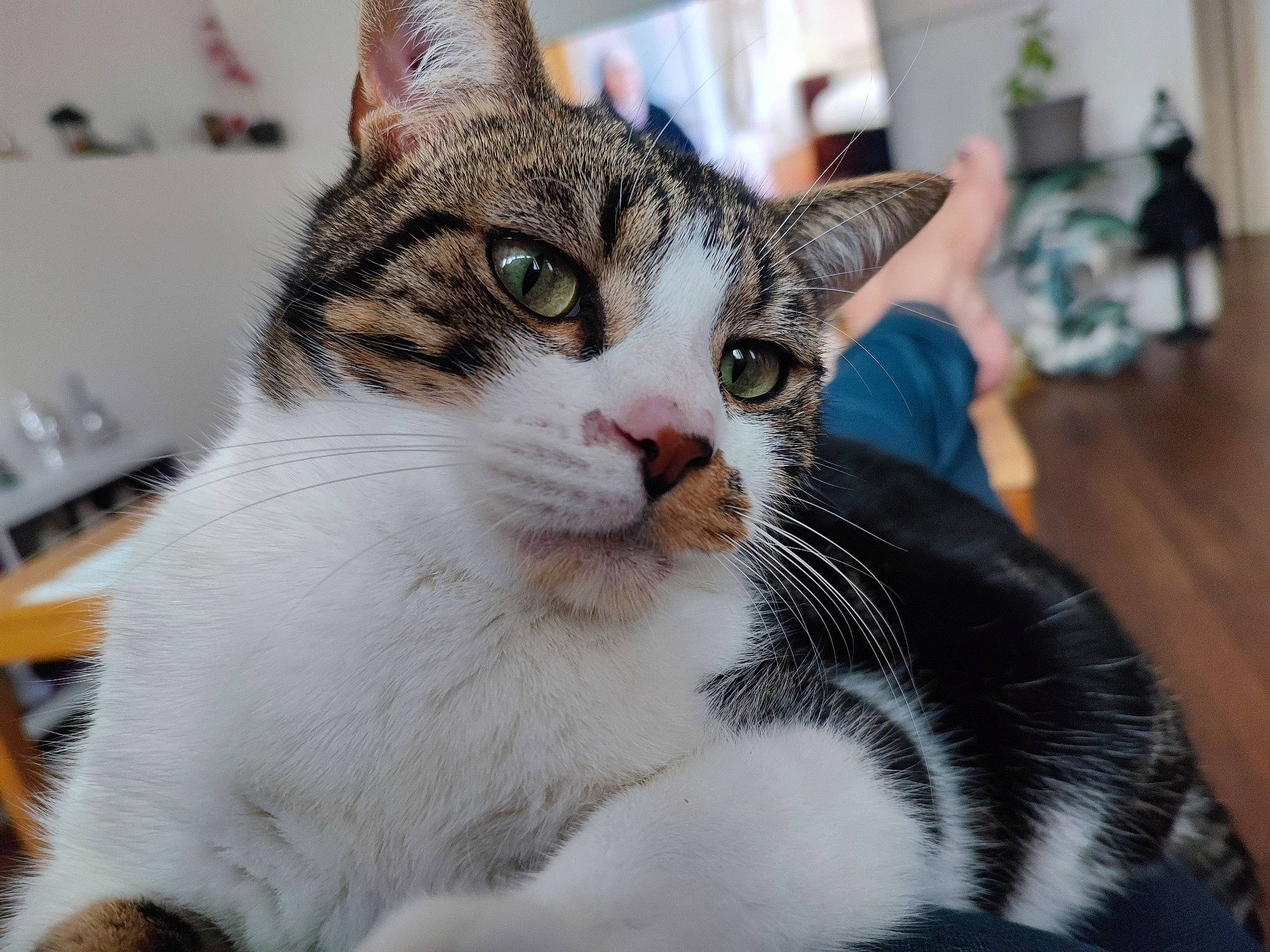 Tokio a rejoint le concours — aidez-le/la à gagner de superbes lots ! carnivore, cat, domestic_short_haired_cat, ear, eye, felidae, fur, houseplant, paw, plant, small_to_medium_sized_cats, snout, whiskers, window