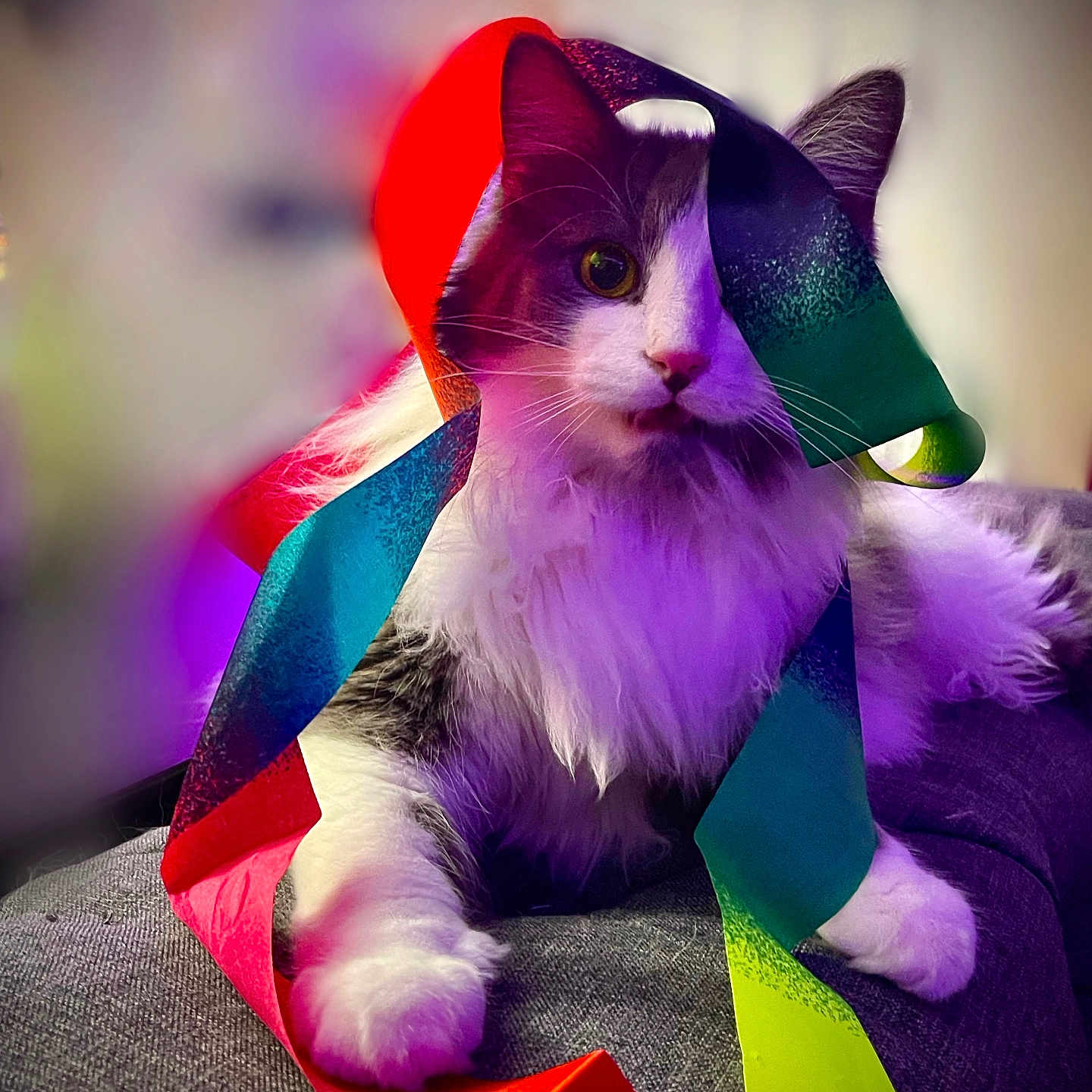 Reggie joined the competition — help win amazing prizes! cat, ribbons, colorful, fluffy, couch, purple_light, indoor, pet, curious, closeup, animal, feline, soft_light, portrait, whiskers, relaxed, domestic_cat, playful, cozy, celebration