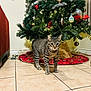animal, cat, celebration, christmas_tree, curious, decorations, feline, festive, greenery, holiday, home, indoor, lights, ornaments, pet, red_couch, seasonal, tabby_cat, tile_floor, tree_skirt