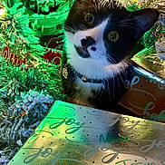 Hamilton is registered to the contest to win money with this photo: cat, tuxedo_cat, christmas_tree, holiday_lights, gift_wrap, present, festive, decorations, green_light, white_frost, curious, pet, collar, indoor, close_up, animal, celebration, winter, christmas, cute
