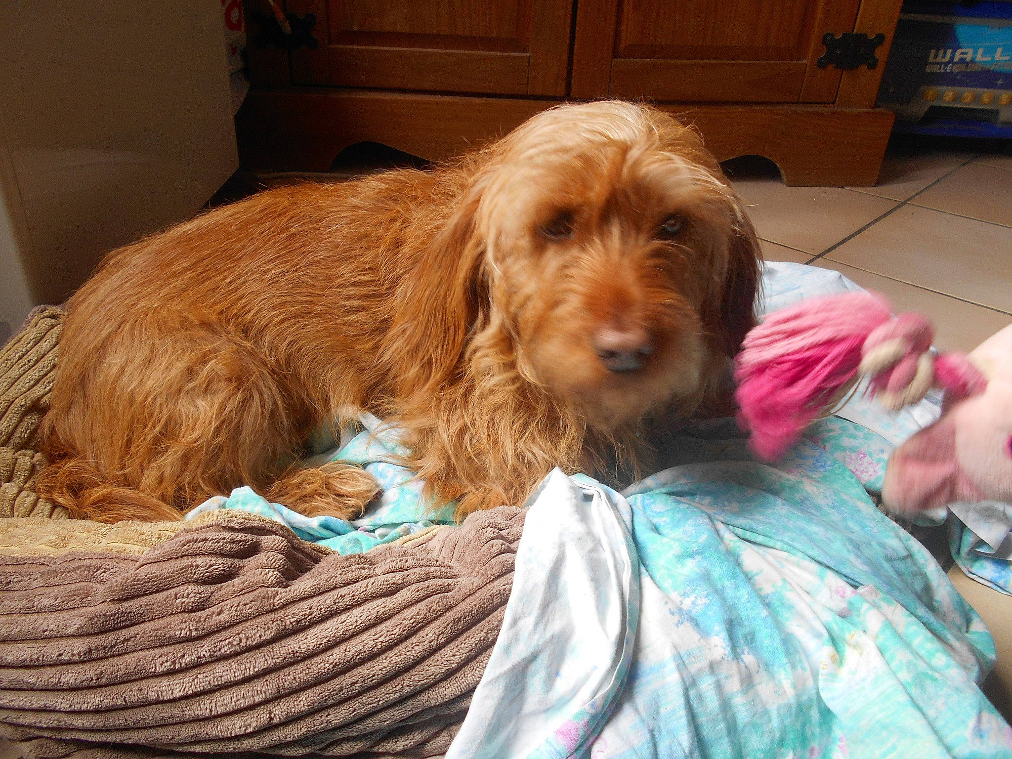 Choupette a rejoint le concours — aidez-le/la à gagner de superbes lots ! cabinetry, canidae, carnivore, comfort, companion_dog, dog, dog_breed, dog_supply, drawer, flooring, fur, liver, pet_supply, shipping_box, snout, spaniel, sporting_group, terrier, wood, working_animal