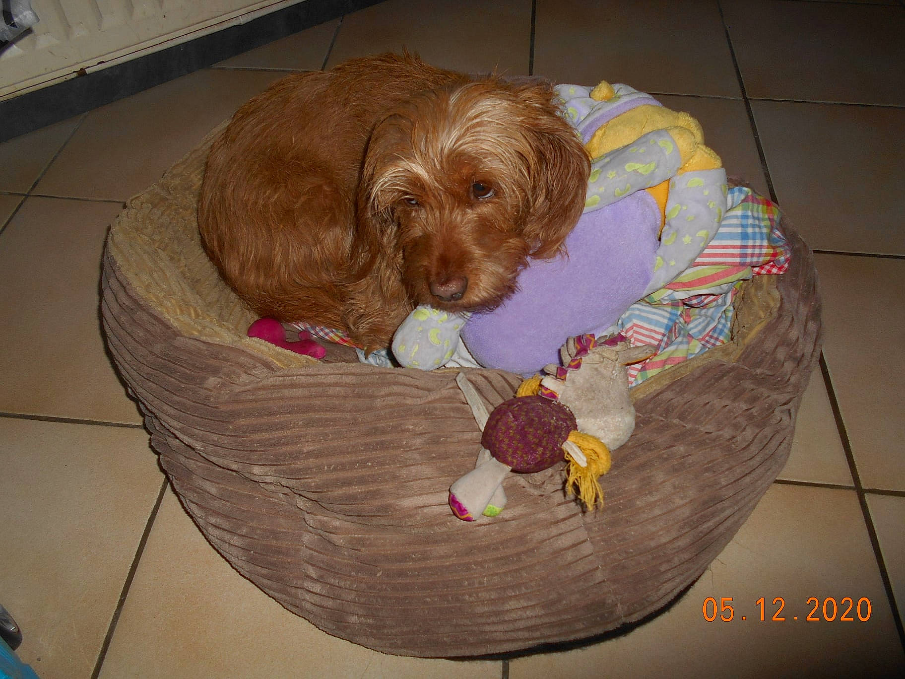 Choupette a rejoint le concours — aidez-le/la à gagner de superbes lots ! animal_shelter, bathing, canidae, carnivore, cocker_spaniel, comfort, companion_dog, dog, dog_bed, dog_breed, dog_crate, dog_supply, fawn, flooring, hardwood, liver, pet_supply, spaniel, sporting_group, working_animal