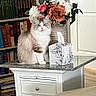 cat, fluffy_cat, blue_eyes, table, side_table, tissue_box, flowers, vase, bookshelf, books, indoor, home, furniture, marble_top, decor, pet, animal, sitting, calm, cozy