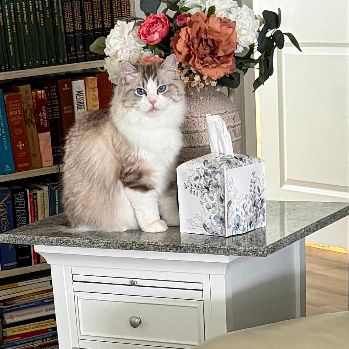 Berry Blossom is registered to the contest to win money with this photo: cat, fluffy_cat, blue_eyes, table, side_table, tissue_box, flowers, vase, bookshelf, books, indoor, home, furniture, marble_top, decor, pet, animal, sitting, calm, cozy