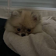 Aria participe au concours pour gagner de l'argent avec cette photo : puppy, dog, blanket, cute, fluffy, cozy, indoor, pet, small, fur, resting, soft, animal, bed, sleepy, adorable, young, warm, comfort, face