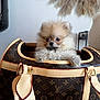 Aria a rejoint le concours — aidez-le/la à gagner de superbes lots ! puppy, dog, fluffy, bag, handbag, luxury, louis_vuitton, cute, pet, indoor, fur, small, animal, brown, beige, leather, fashion, cozy, adorable, portrait