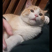 Round-Eye is registered to the contest to win money with this photo: cat, orange_cat, white_cat, pet, animal, indoor, wooden_beams, hand, paw, resting, cozy, cute, fur, domestic_cat, relaxed, portrait, mammal, whiskers, face, closeup