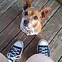 Rose is registered to the contest to win money with this photo: dog, small_dog, ears, looking_up, wooden_deck, sneakers, blue_sneakers, white_socks, legs, outdoor, pet, cute, animal, brown_and_white, floor, waiting, expression, companion, paw, daylight