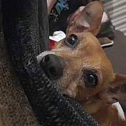 Rose is registered to the contest to win money with this photo: dog, blanket, indoor, pet, brown_dog, ear, nose, eyes, person, hand, gesture, furniture, couch, casual, relaxing, closeup, texture, knit_blanket, expression, resting