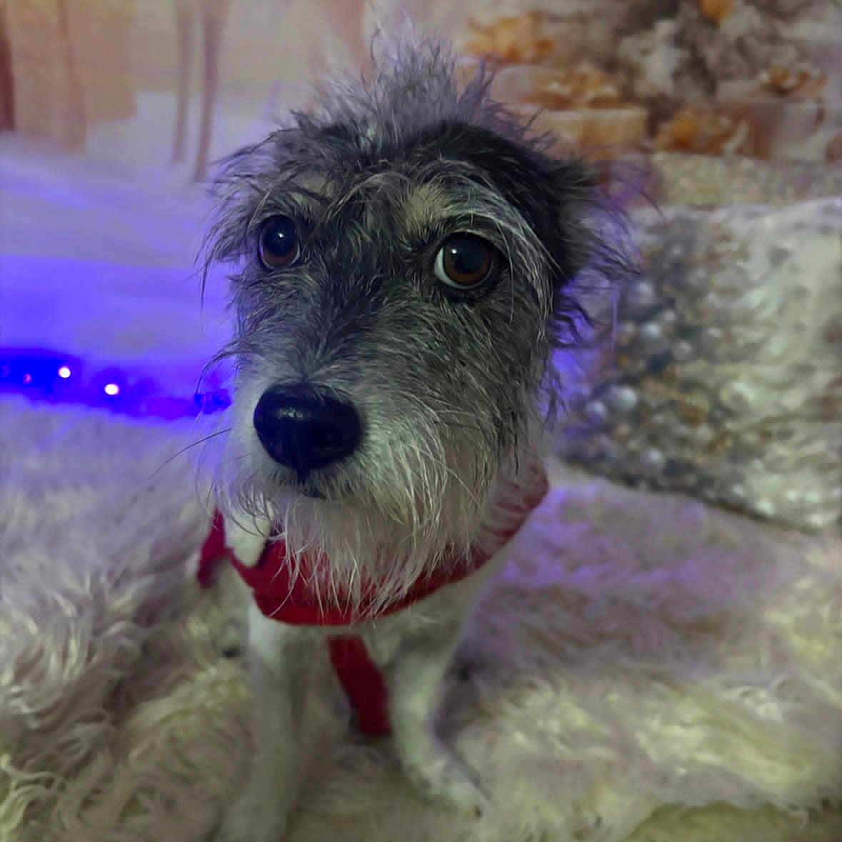 Churucha is registered to the contest to win money with this photo: animal, brown_eyes, close_up, cozy, cute, decorative, dog, fluffy_rug, frosted_decorations, fur, holiday_decor, indoor, pet, portrait, red_harness, reindeer_figure, scruffy_dog, soft_lighting, white_rug, winter_theme